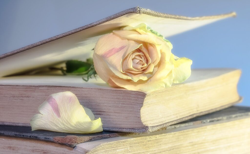rose, book, old book, blossom, used, old, book pages, nostalgic, open book, bookmark, rose flower, rose bloom, petals, rose petals, close up, rose wallpaper